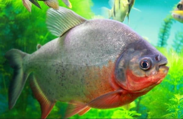Пиранья красный паку - необычная рыбка в аквариуме