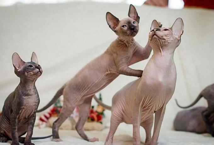 интересные фото кошек сфинксов