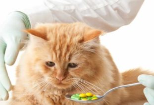 Как правильно кошкам давать таблетку от глистов?
