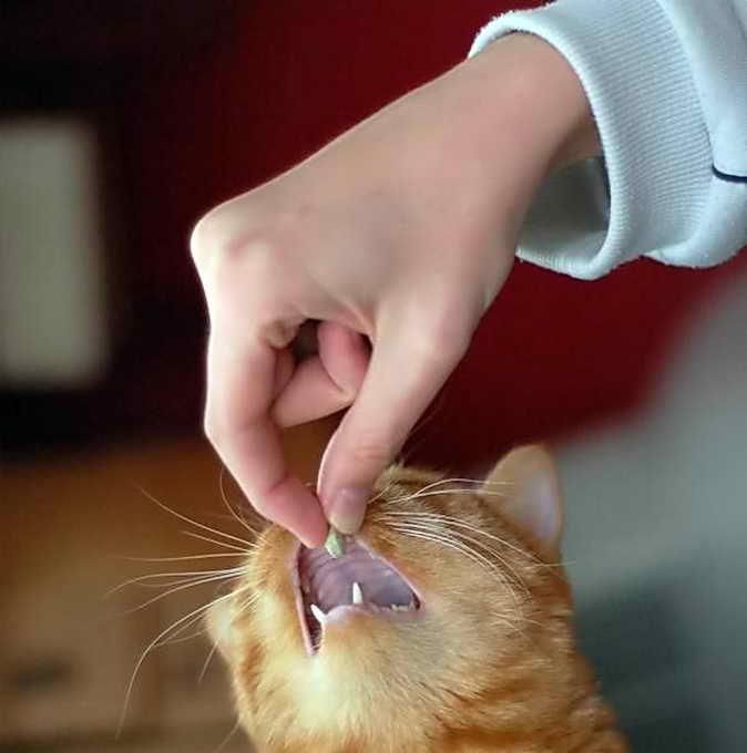 препараты от диареи у кошки