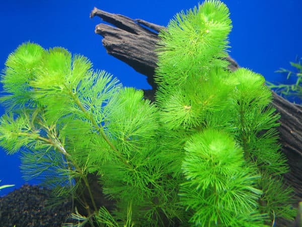 Лимнофила - растение в аквариуме
