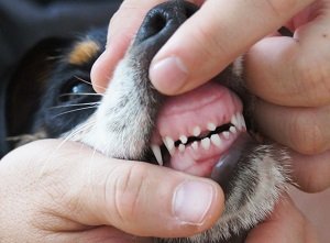 поведение щенка при смене зубов