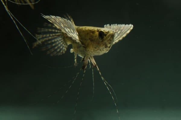 Пантодон аквариумная рыбка бабочка