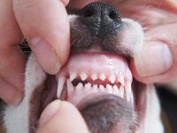 смена зубов у щенка