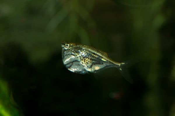 Карнегиелла мраморная - удивительная аквариумная рыбка