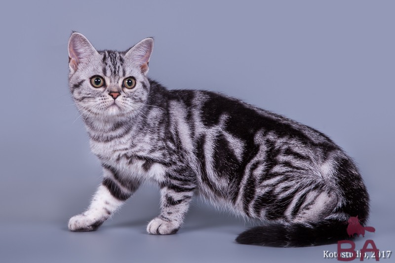 Особенности американской короткошерстной породы кошек