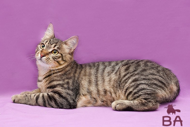 Породы кошек окрас табби. Табби макрель полосатый. Европейская короткошерстная табби тигровый. Полосатый кот порода табби. Европейская короткошерстная (Кельтская).