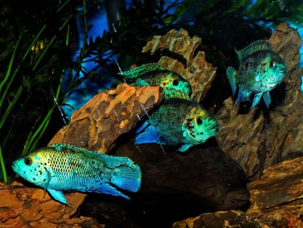 Блю Демпси - красивая рыбка в аквариуме