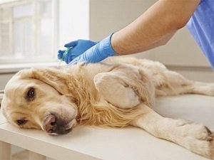 лямблиоз у собак лечение