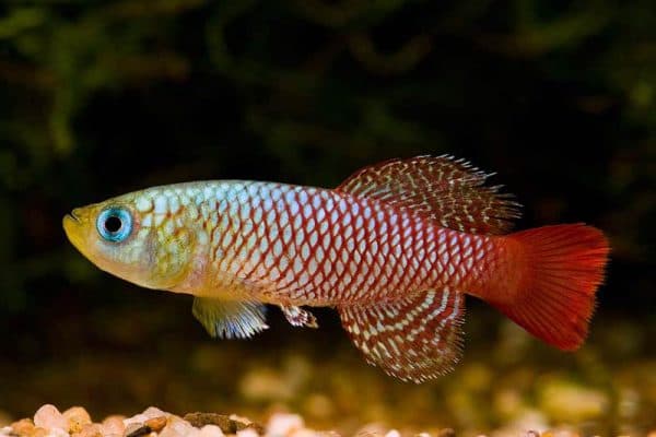 Нотобранхиус - красивая рыбка в аквариуме