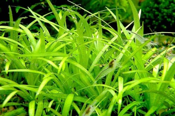Эхинодорус нежный - аквариумное растение