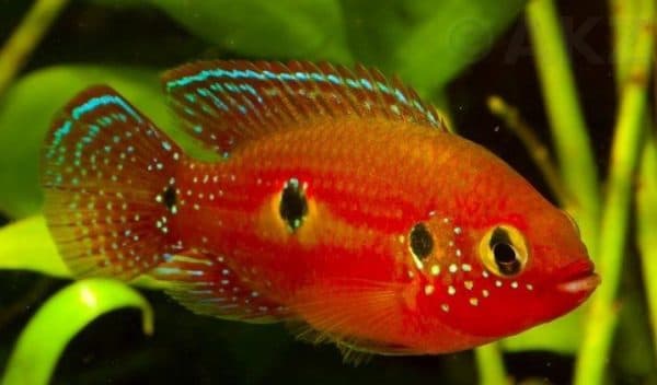 Хромисы-красавцы изумительные рыбки