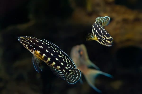 Юлидохромисы - прекрасная рыбка 