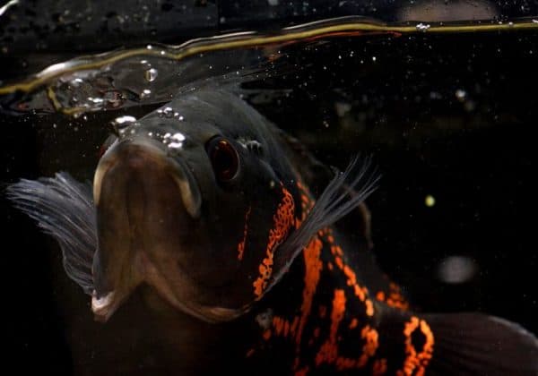 Астронотус тигровый - удивительная рыбка в аквариуме