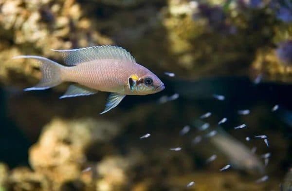 Принцесса Бурунди - чудесная аквариумная рыбка