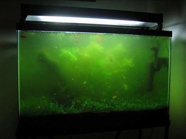 Зеленая вода в аквариуме