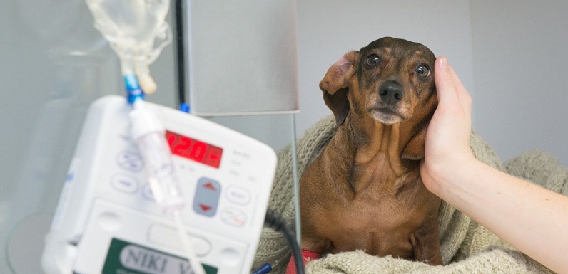 Дископатия у собак: что это такое и как лечить