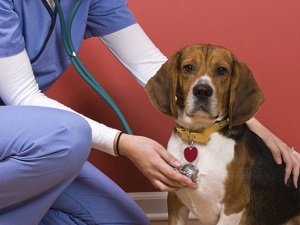 сердечная недостаточность у собаки симптомы и лечение