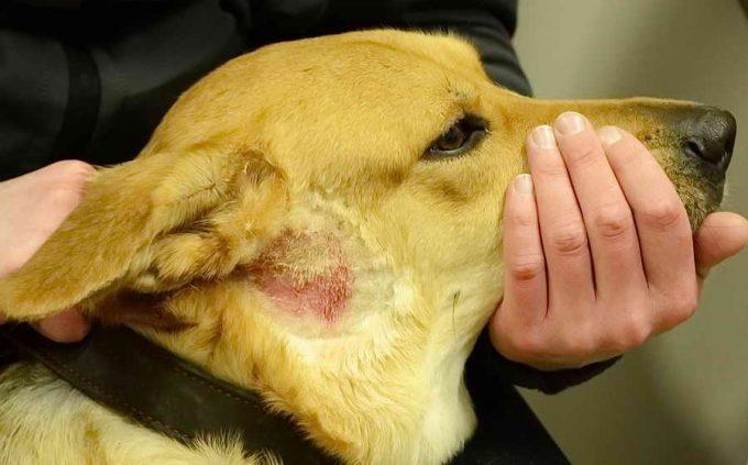 дерматит у собаки, возможно чесотка