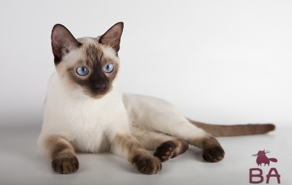 Какая порода кошек считается самой ласковой?