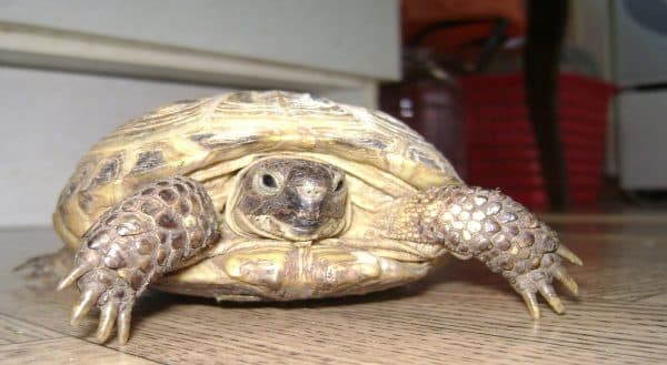 Среднеазиатская черепаха, или степная черепаха