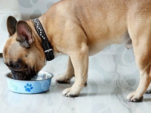 панкреатит у собаки симптомы лечение кормление