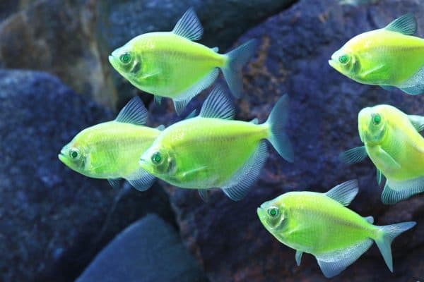 Красивое фото флуоресцентных аквариумных рыбок Глофиш