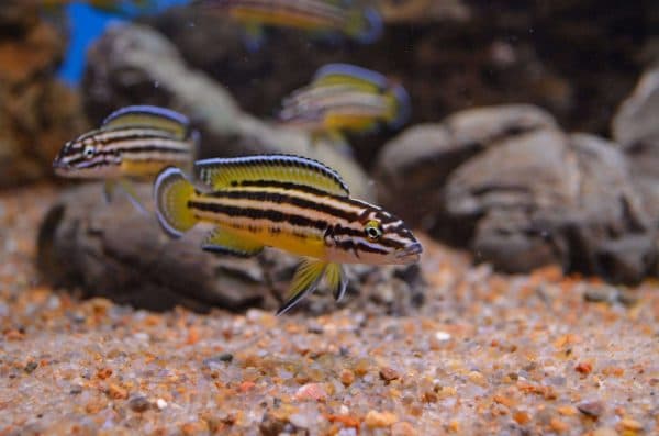 Юлидохромисы - красивая рыбка в аквариуме