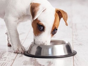 какими кашами можно кормить собаку