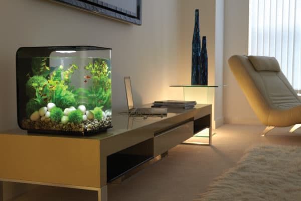 Какой вред может принести домашний аквариум