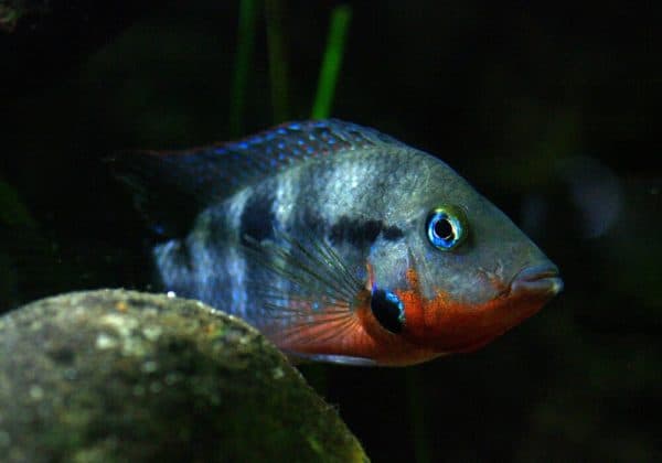 Цихлазома Меека - красивая рыбка в аквариуме
