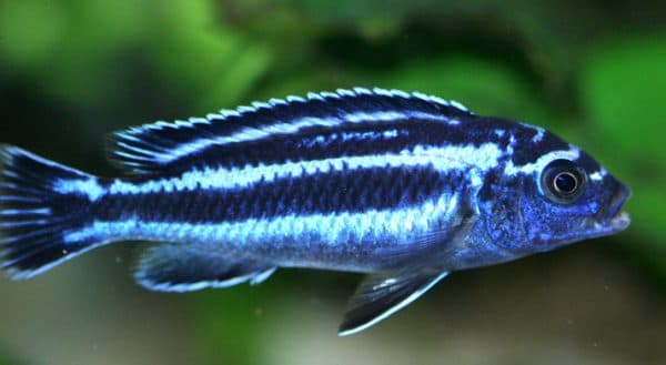 Меланохромис майнгано - красивая рыбка в аквариуме