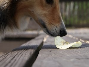 как отучить собаку подбирать на улице еду