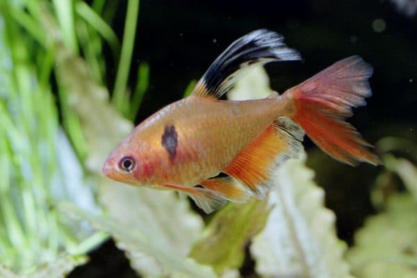 Серпас - удивительная рыбка в аквариуме