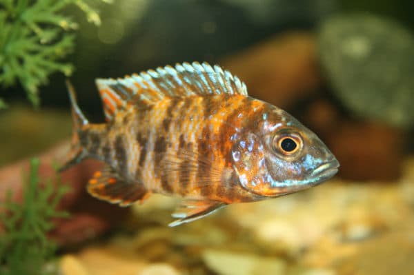 Аулонокара - красивая рыбка в аквариуме