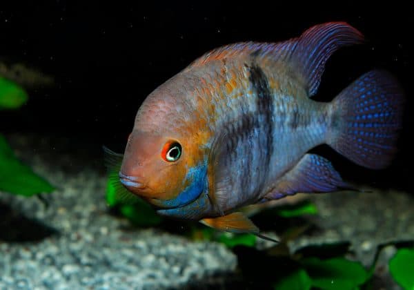 Цихлазома Седжика - красивая рыбка в аквариуме