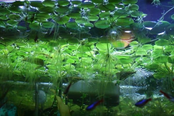 Лимнобиум - красивое аквариумное растение