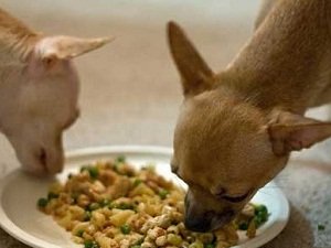 собаки чихуахуа как ухаживать чем кормить