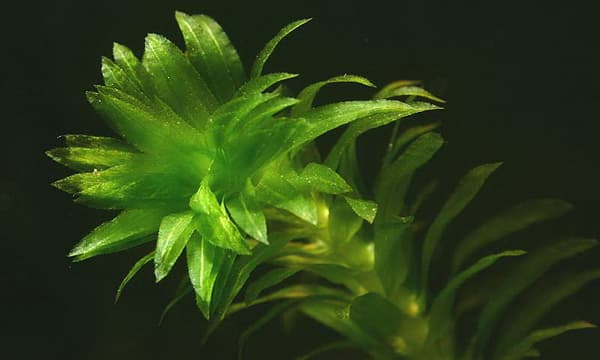 Элодея - красивое аквариумное растение
