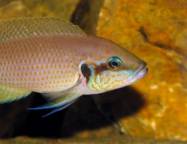 Принцесса Бурунди - чудесная рыбка