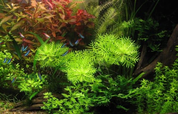 Хоттония - удивительное растение в аквариуме