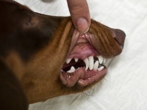 воспаление слюнной железы у собаки лечение