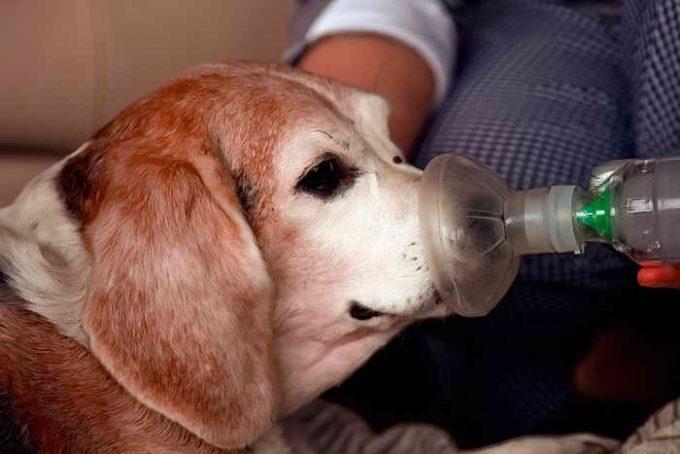 лечение собаки от астмы