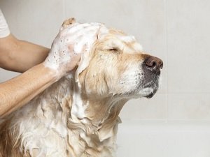 шампунь от блох для собак отзывы