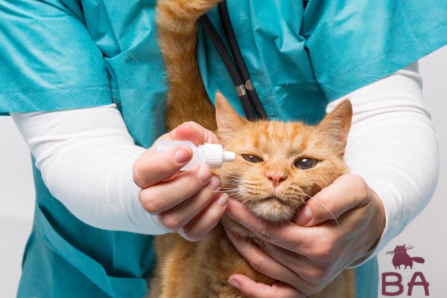 Кератит у кошек признаки, симптомы, лечение и профилактика