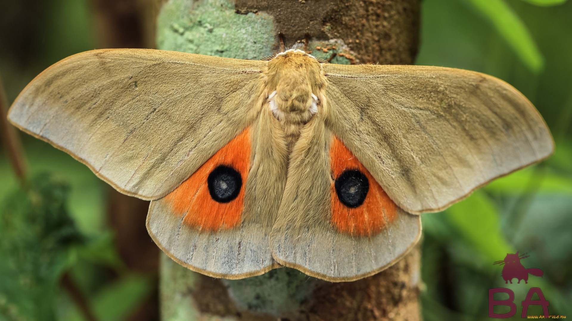 Продолжительность жизни бабочек интересные факты