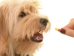 корм для собак при пищевой аллергии