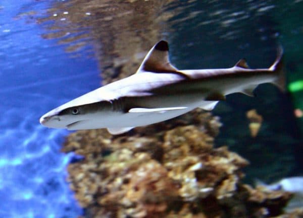 Черноплавничная рифовая акула