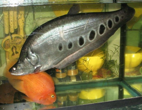 Индийский нож аквариумная рыбка описание