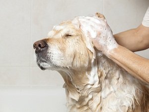 шампунь доктор для собак